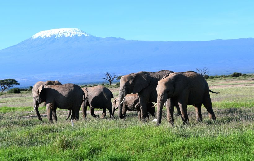 10 – DAY BEST OF KENYAN SAFARI.
