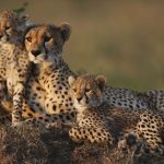 Cheetah-Family