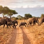 Elephant-family-at-dawn-scaled