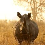 Rhino-White-African-lowveld-wildlife-safari-game-drive-scaled-820x520