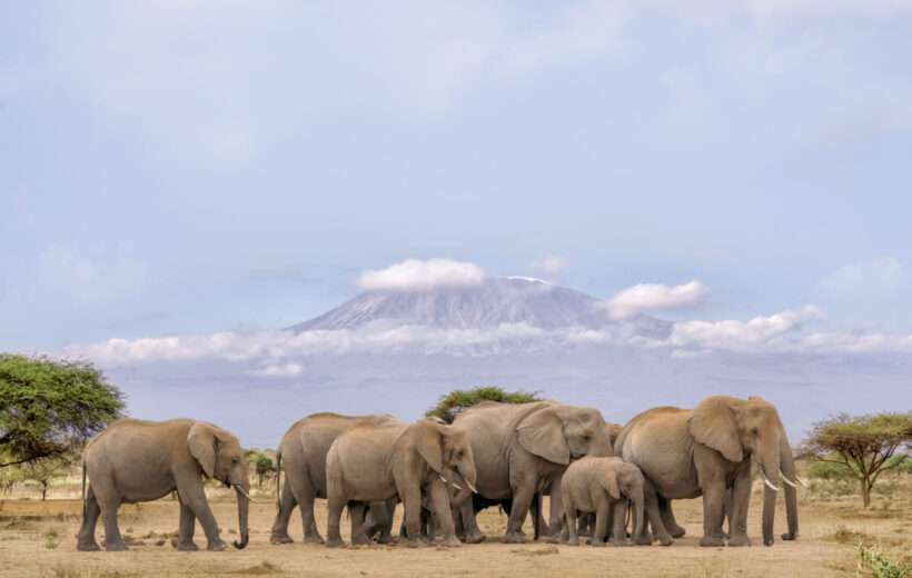 JAMBO 6-DAY MASAI MARA, LAKE NAKURU & AMBOSELI MIDRANGE SAFARI