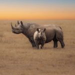 rihino-in-the-savannah-scaled