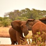 thumbnail_DSC_0332_1 (1)