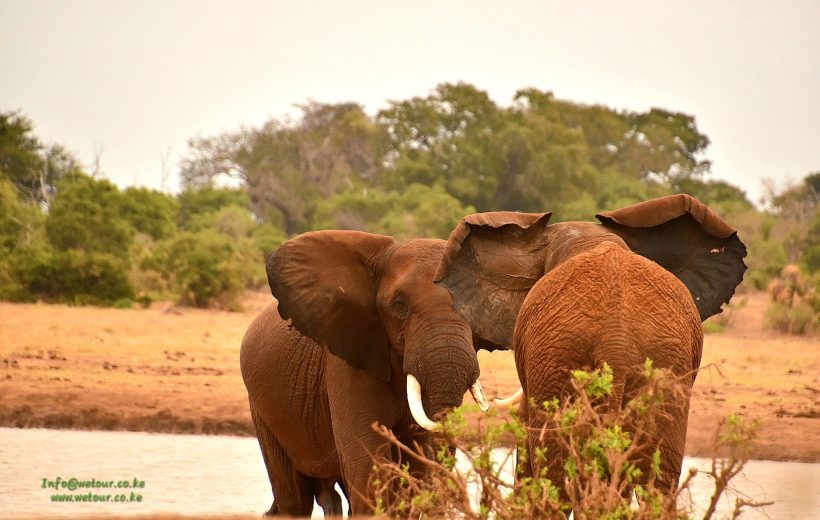 10 – DAY Great Kenya, Samburu, Masai Mara to Tsavo West Safari.