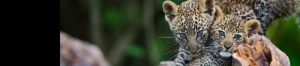 8-Day Mara-Nakuru-Naivasha-Amboseli Midrange Safari